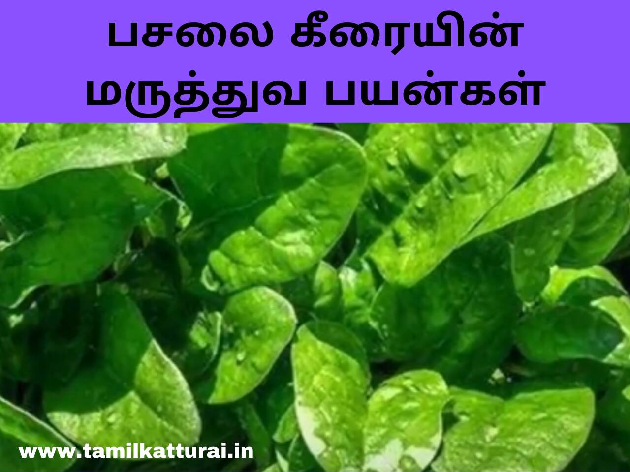 Pasalai Keerai Benefits