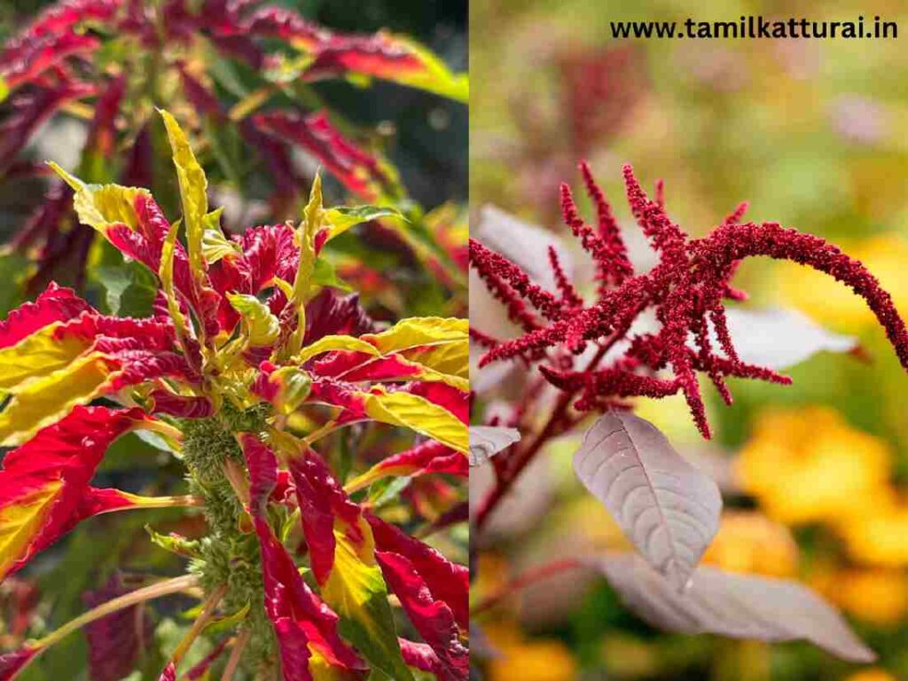 தண்டுக்கீரை பயன்கள் | Thandu Keerai Benefits In Tamil