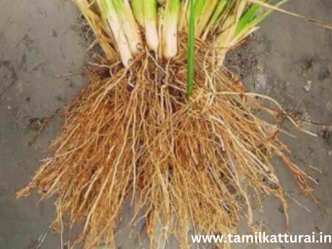 வெட்டி வேர் பயன்கள் | Vetti Veru Uses In Tamil