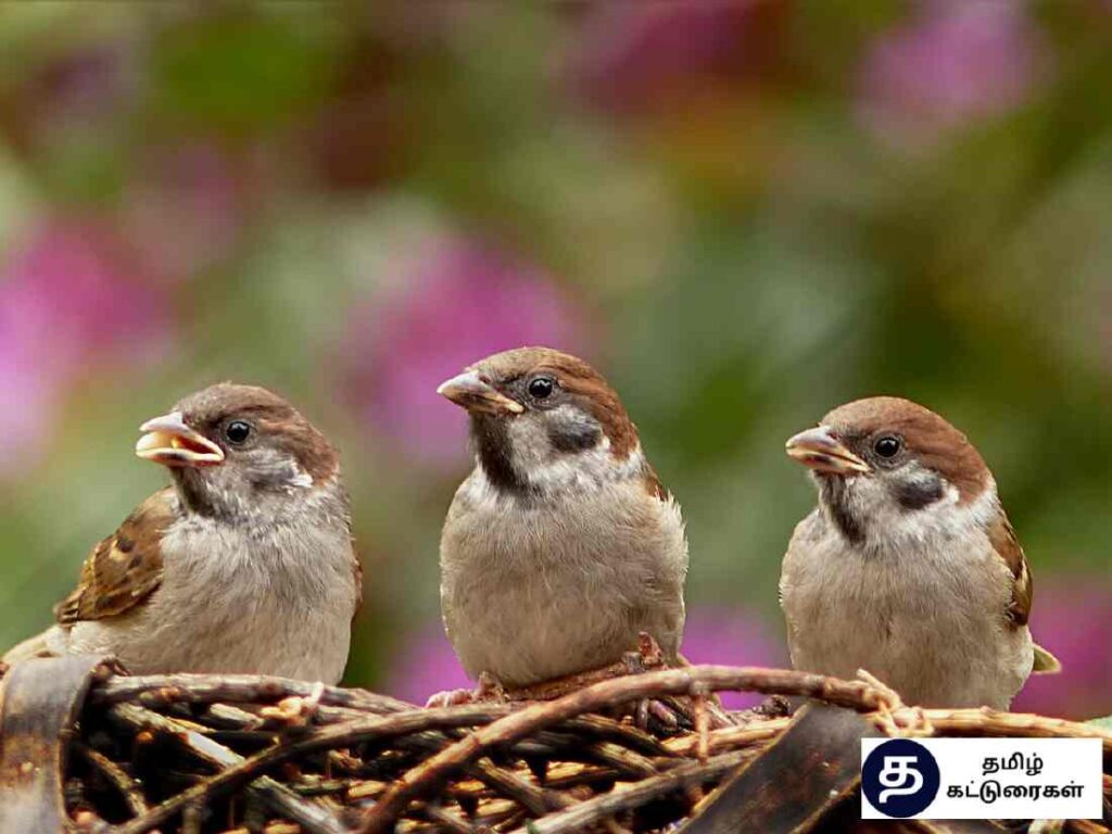World Sparrow day In Tamil