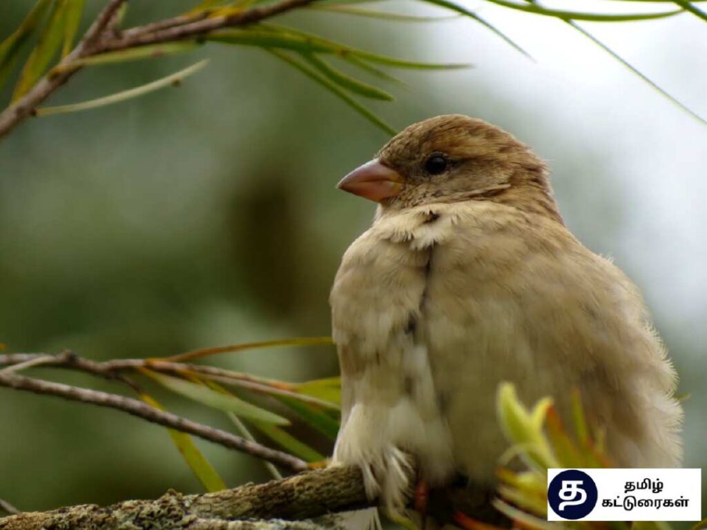 World Sparrow day In Tamil