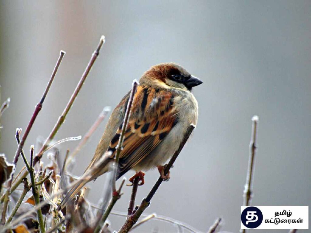 World Sparrow day In Tamil