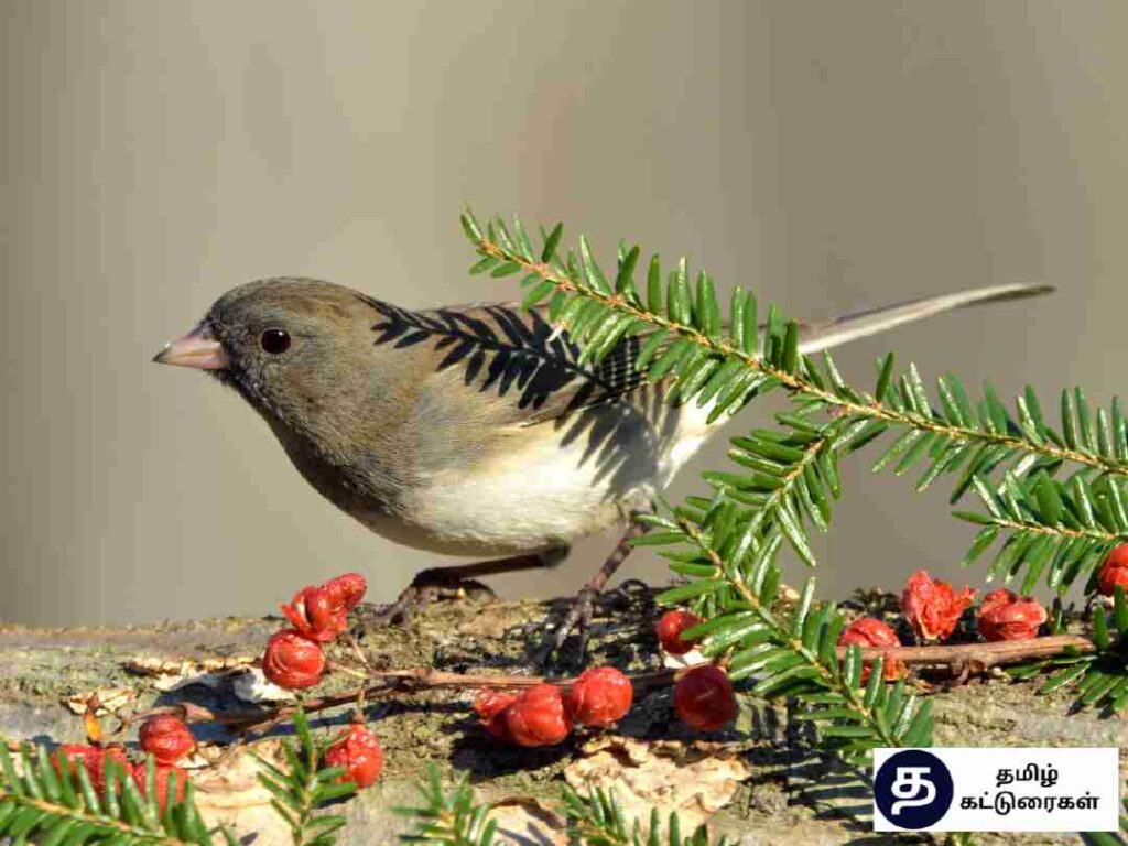 World Sparrow day In Tamil