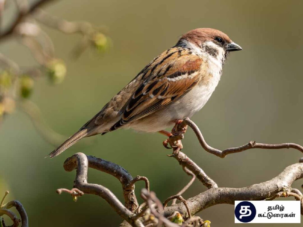 World Sparrow day In Tamil