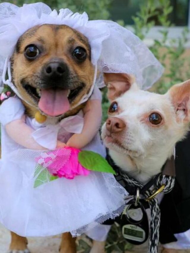Dogs To Get Married In Indian Style Ceremony