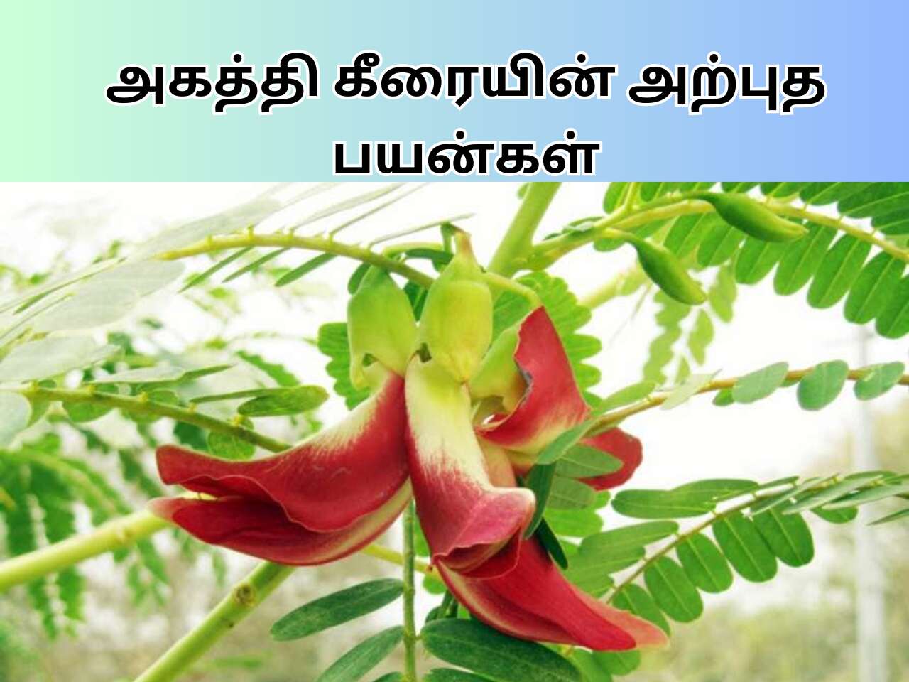 Agathi Keerai Benefits In Tamil