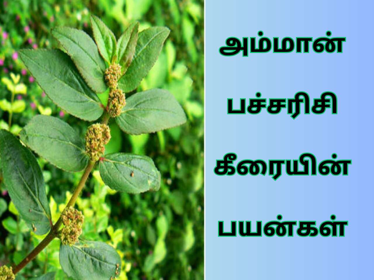 Amman Pacharisi Uses In Tamil