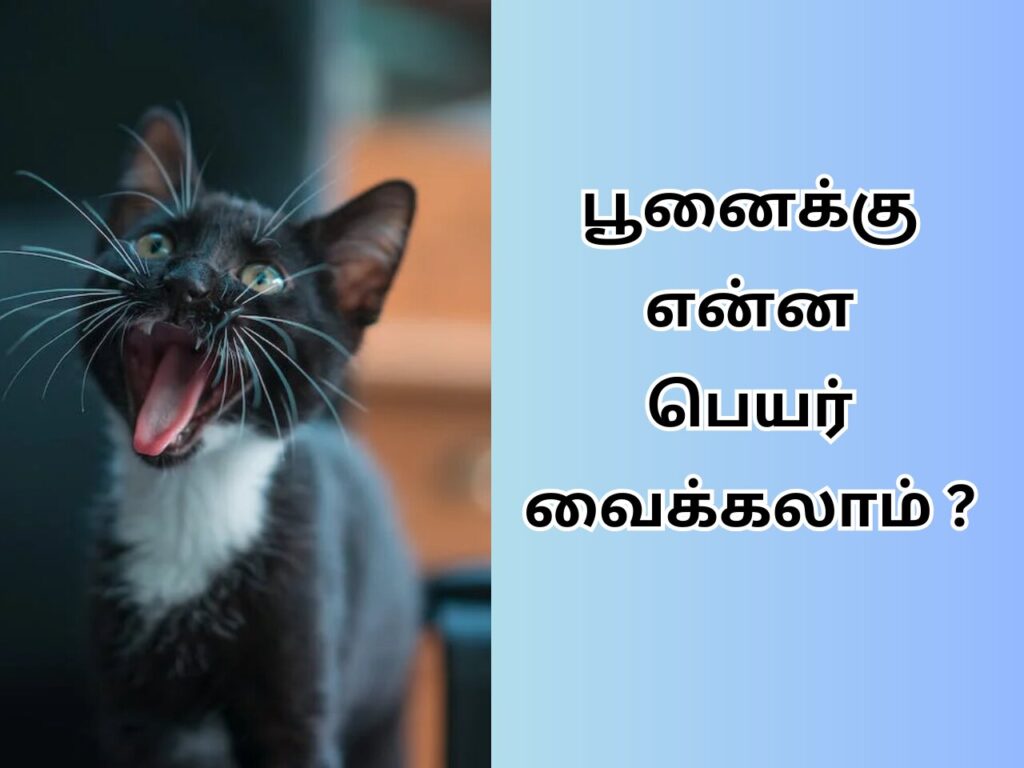  Cat Name In Tamil 2024