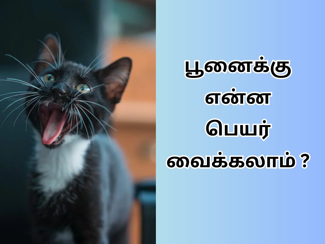 Cat Name In Tamil