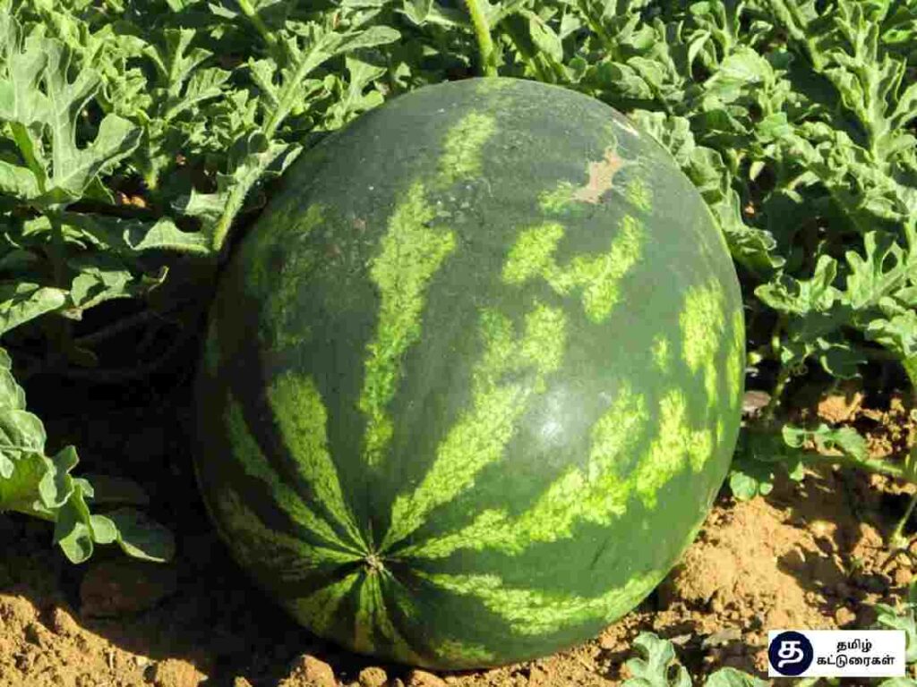 Watermelon Health Benefits In Tamil