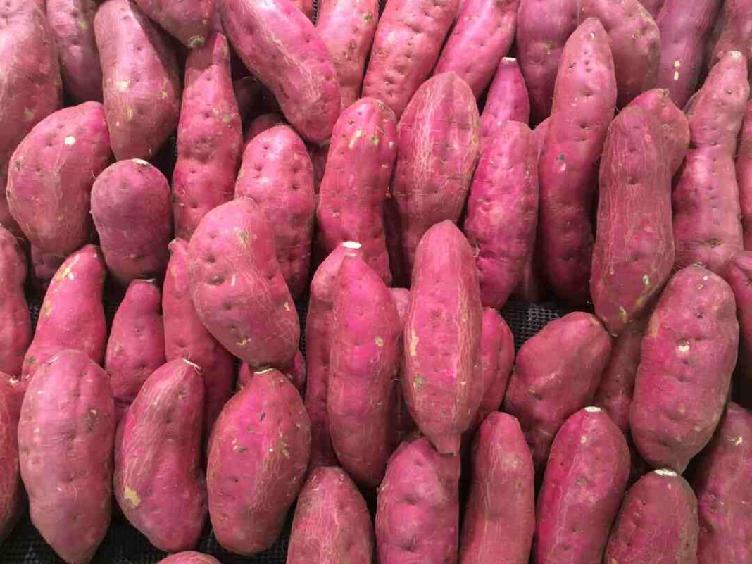  Sakkaravalli Kilangu Benefits In Tamil