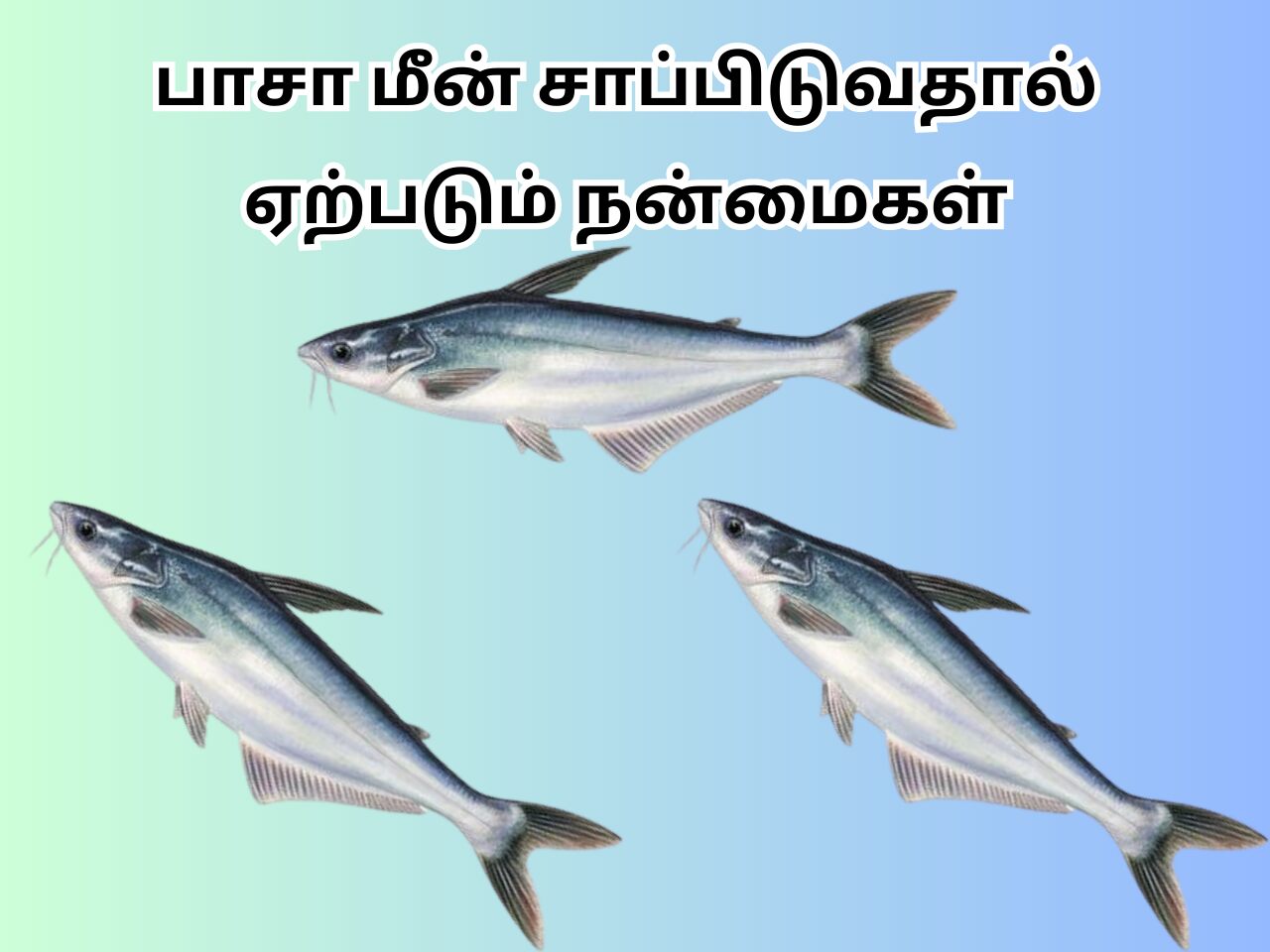 Basa Fish In Tamil