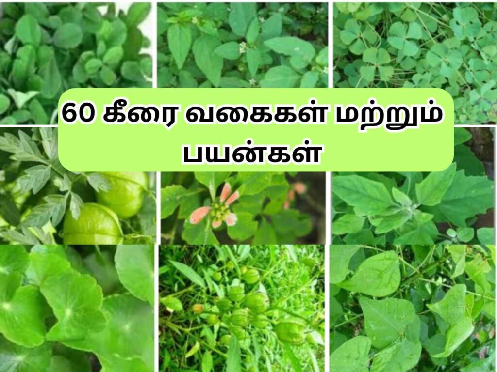 60 கீரை வகைகள் மற்றும் பயன்கள் | Keerai Vagaigal in Tamil