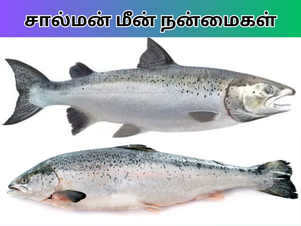 atlantic-salmon-imported-farmed-seachoice