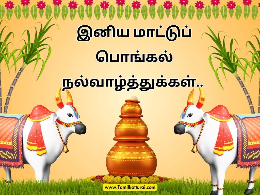 Mattu Pongal wishes in Tamil and Mattu Pongal quotes in Tamil to celebrate the festival of cattle and harvest.